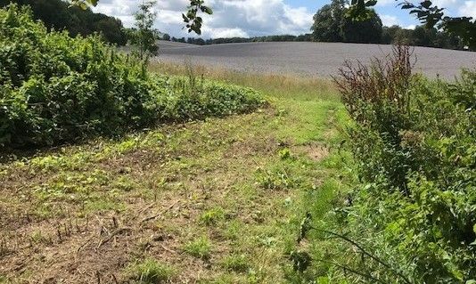 Near Alresford, walking towards Tichborne Park
